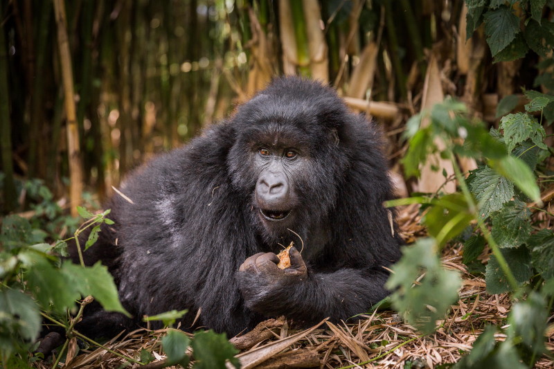 61 Rwanda, Volcanoes NP, gorilla.jpg